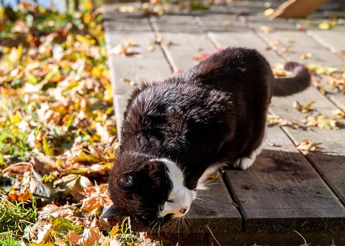 Schloss Appartement *